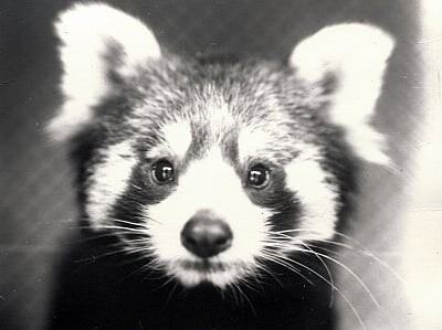 A vintage black and white photograph of a red panda's face.