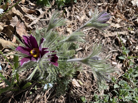 A purple pasque flower photographed from above. It has a cluster of seven or eight blooms, only a few of which have begun to open, showing their yellow centers. Its leaves are fine and feathery and covered with soft-looking hairs.